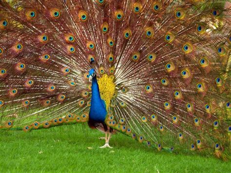Peacock Photo By Yasir Mehmood National Geographic Your Shot