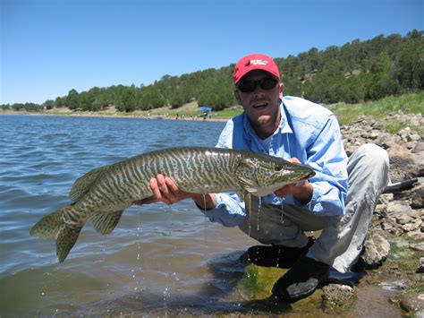 Outdoors Nm Trophy Tiger Muskies In Quemado Bluewater Lakes Make For