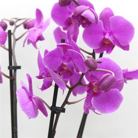 Purple Phalaenopsis Orchid Plant Same Day Delivery