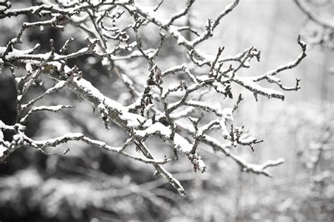 รูปภาพ ต้นไม้ ธรรมชาติ สาขา ฤดูหนาว ดำและขาว ดอกไม้ น้ำค้างแข็ง