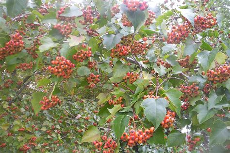 Washington Hawthorn Tree We Have These Out Backwicked Thorns But