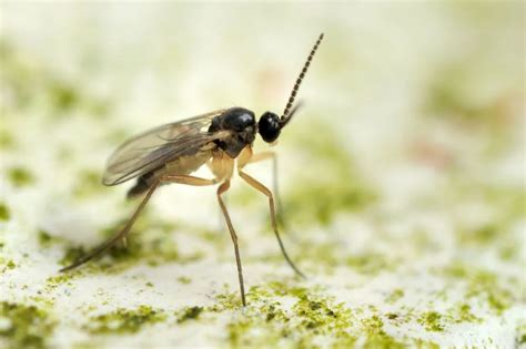 Fungus Gnats Identify Control And Disease Prevention Tips