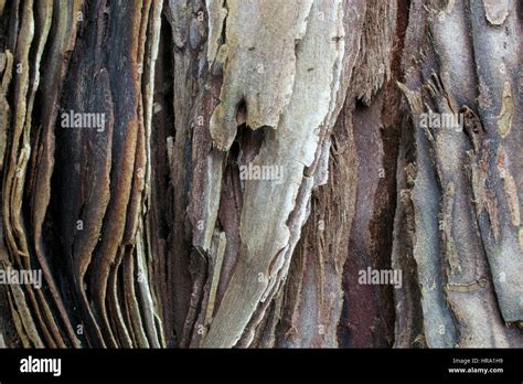 The Bark Of A Young Coastal Redwood Tree Sequoia Sempervirens Partly