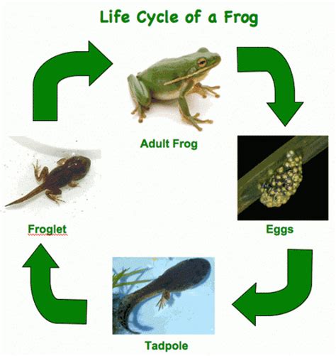 Frog Lifecycle Welcome To Mrs Weitzs Grade 2 3 Classroom Website