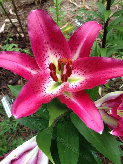 Lily Lilium Entertainer In The Lilies Database