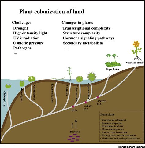 Plant Colonization Of Land Mining Genes From Bacteria Trends In Plant