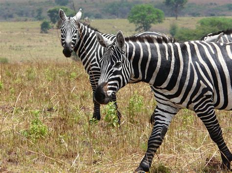 One of the most common zebra species is plains zebras that inhabits across southern ethiopia, angola and south africa. Types of zebras