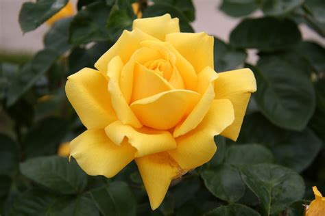 Yellow Rose Full Hd