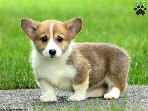 The bed bath and beyond program offer many household things like study table, kitchen accessories and many important daily things. Corgi Puppies For Sale Northern California | PETSIDI
