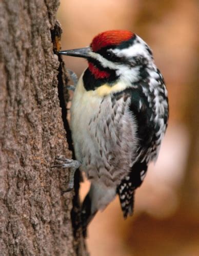 Any of various north and central american woodpeckers of the. #FeedtheBirds 1: Yellow-bellied Sapsucker is a real bird