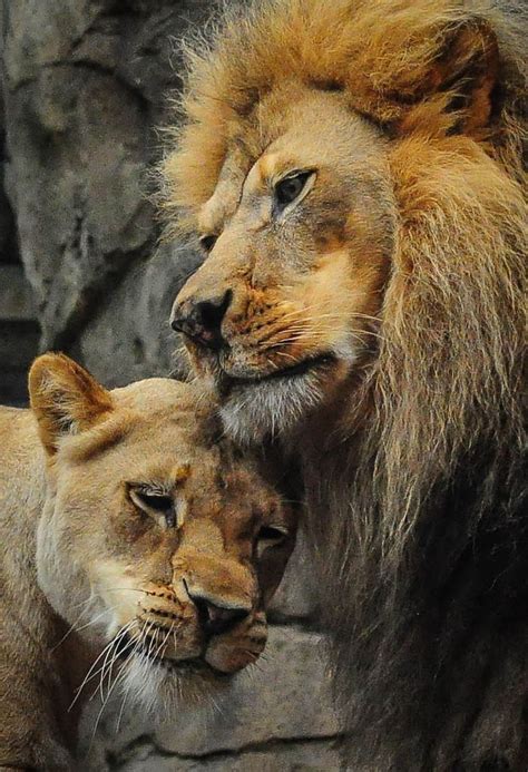 2734 Best Big Cat Lion Royals Images On Pinterest Big