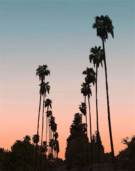 Tshirt Photography Beach Photography Palm Tree Silhouette California