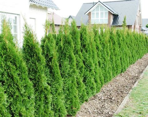 Im frühjahr bilden sich allerdings schneller neue wurzeln als im herbst. Lebensbaum 'Smaragd' - Thuja occidentalis 'Smaragd'
