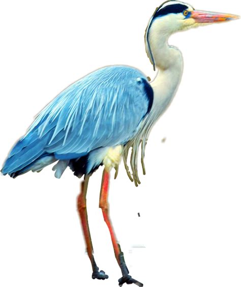 Heron Png Transparent Image Download Size 517x617px