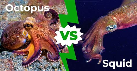 Octopus Vs Squid 8 Key Differences Explained A Z Animals