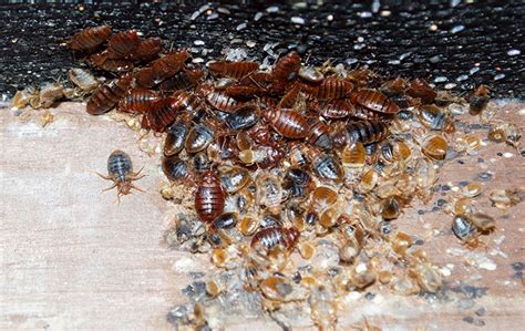 Bed Bug Identification And Prevention A Guide To Bed Bugs