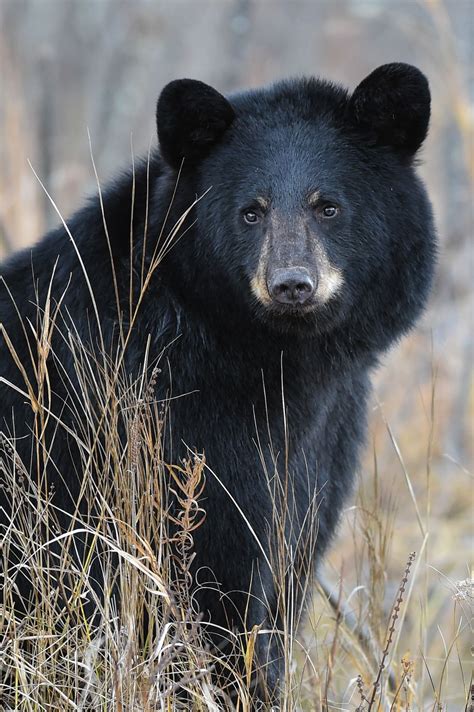 wild north american black bear portrait in fall golden rods smithsonian photo contest