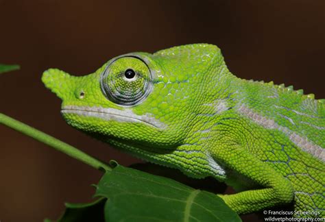 Labords Chameleon Furcifer Labordi Franciscus Scheelings Flickr