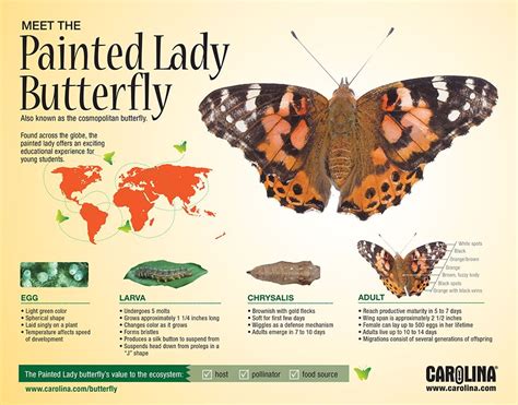 Meet The Painted Lady Butterfly Carolina Knowledge Center