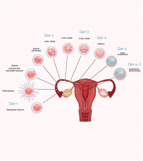 Fertilization And Implantation Hiccups Pregnancy