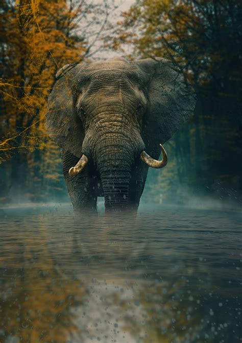 Elephant Animal Animals Elephants Water Wild Hd Phone Wallpaper