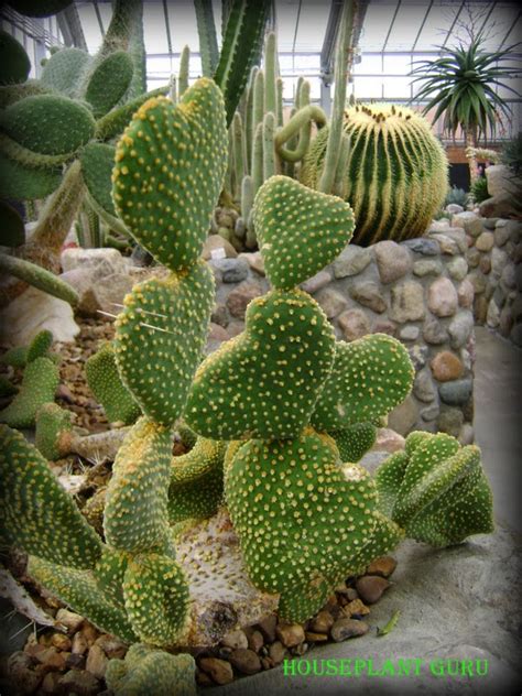 Houseplant Guru February Cactus