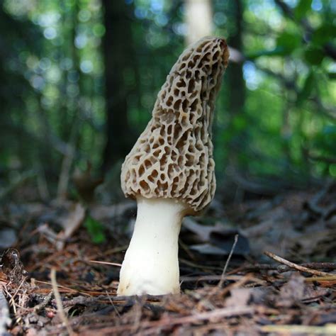 Washington State Mushroom Hunting Sciencing