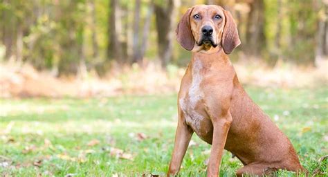 Coonhound Puppy Red Redbone Coonhound Dog Breed Everything You Need