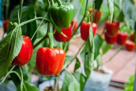 How To Grow Bell Peppers In A Pot Plant Instructions