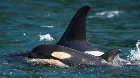 New Baby Orca Born To Southern Resident Killer Whale