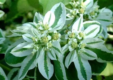 How To Grow And Care For Snow On The Mountain Rayagarden