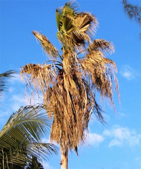 Dying Mex Palms How Discussing Palm Trees Worldwide Palmtalk