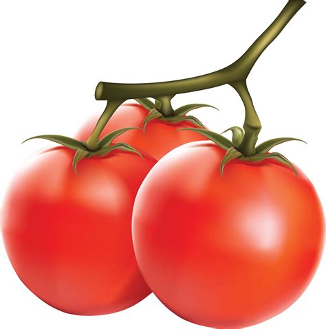 Png Tomato Transparent Tomatopng Images Pluspng