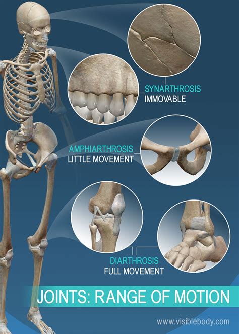Joints And Ligaments Learn Skeleton Anatomy
