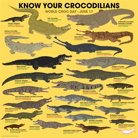 Nile Crocodile Saltwater Crocodile Crocodile Facts Animals Of The