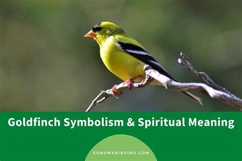Goldfinch Symbolism and Meaning (Totem, Spirits, and Omens) - Sonoma ...