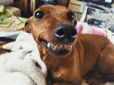 Why Does My Dog Smile With Teeth