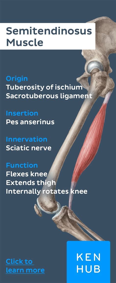The Great Length Of This Muscles Tendon Gives The Semitendinosus Its