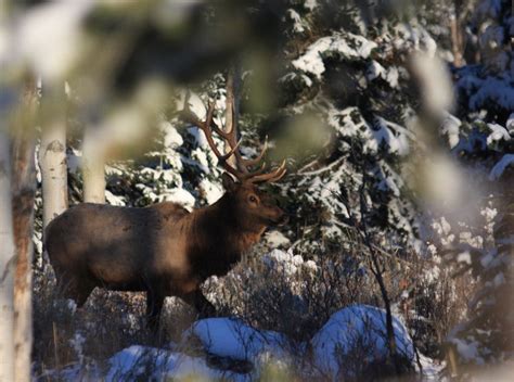 A Bull Elk Grand Teton National Park Wy Smithsonian Photo Contest