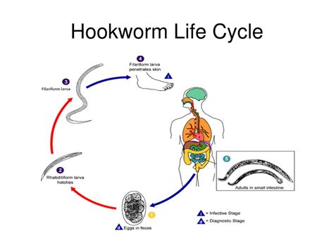 Hookworm Facts Life Cycle Picture Treatment