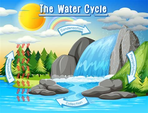 Free Vector Water Cycle Process On Earth