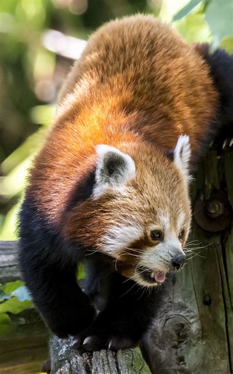 Download Wallpaper 800x1280 Red Panda Protruding Tongue Tree