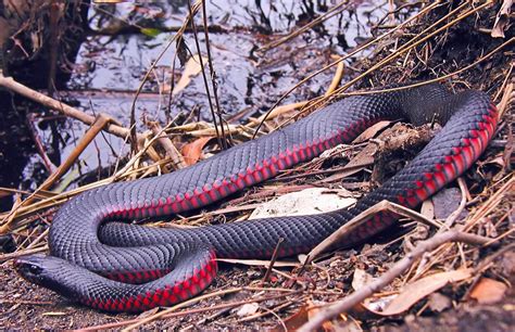 Leeches Ticks Snakes And Spiders Blog Nsw National Parks