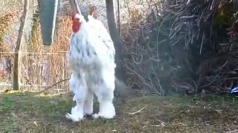 Weirdest Chicken Breeds You Won T Believe Actually Exist Youtube