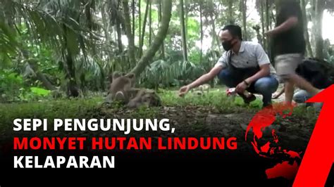 Kawanan Monyet Di Hutan Lindung Kelaparan Karena Tidak Ada Pengunjung Yang Datang Tvone Youtube