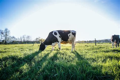 Why Do Cows Moo At Night 8 Major Reasons Newbie Farmer