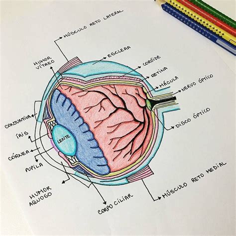 Mapa Mental Olho Humano Ensino