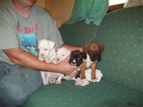 Favorite this post jul 14 x small 2 door dog crate $10 (linwood, ks). Boxer Puppies in Kansas