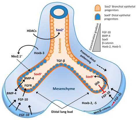 Ijms Free Full Text Lung Regeneration Endogenous And Exogenous