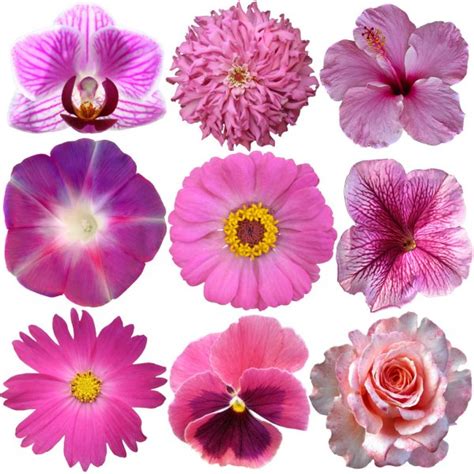 Set Of Pink Flowers Isolated On White Stock Photo By ©oapril 79028350